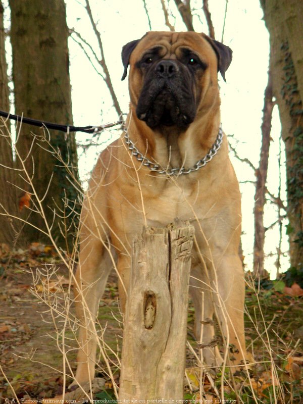 Photo de Bullmastiff