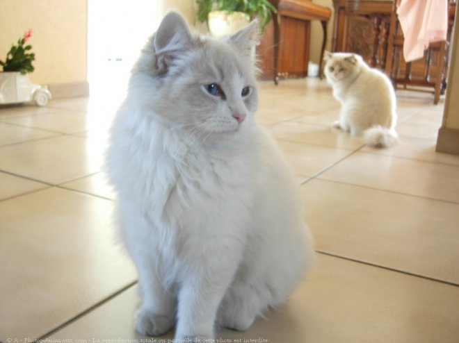 Photo de Ragdoll