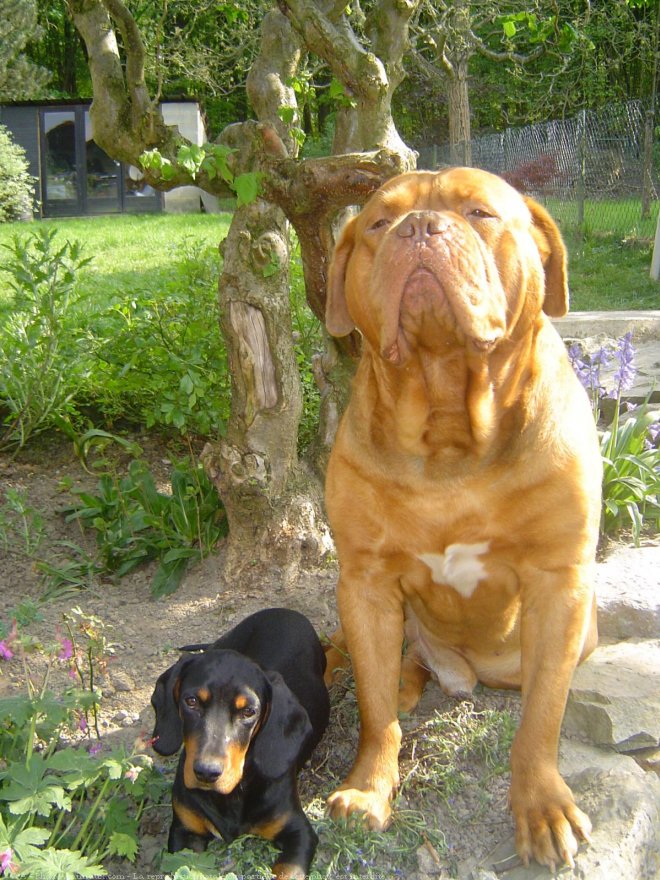 Photo de Dogue de bordeaux