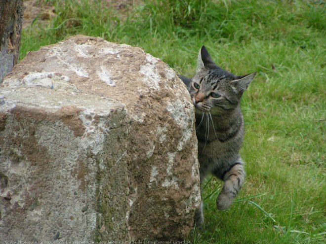 Photo de Chat domestique