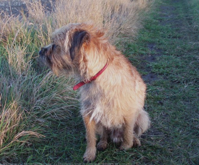 Photo de Border terrier