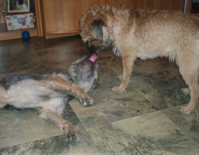 Photo de Border terrier