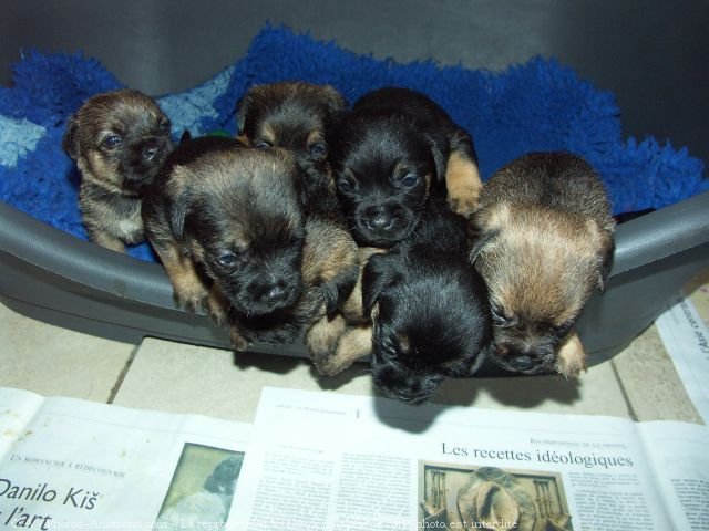 Photo de Border terrier