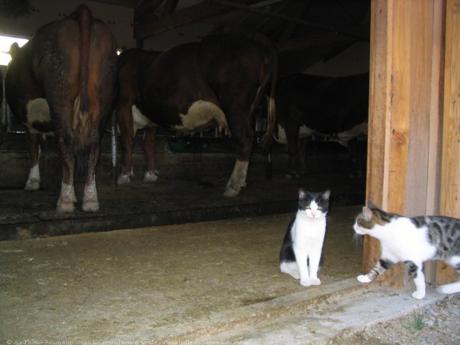 Photo de Chat domestique