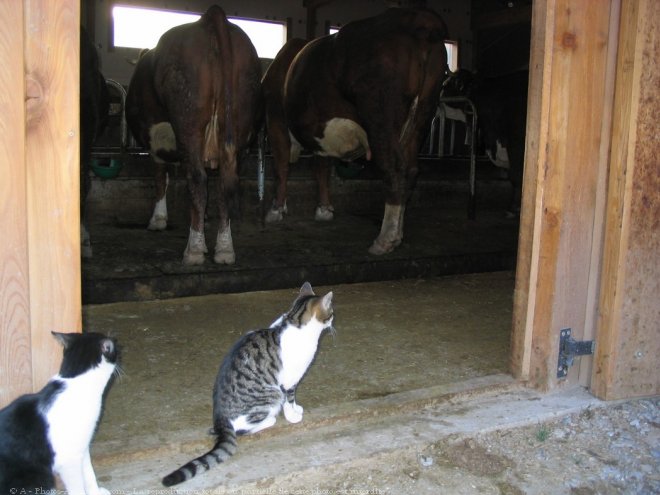 Photo de Chat domestique