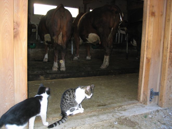 Photo de Chat domestique