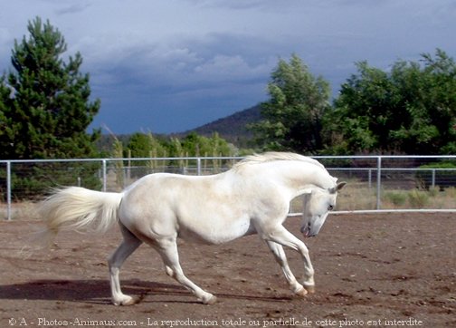 Photo de Lipizzan