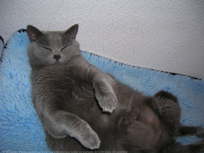 Photo de Chartreux