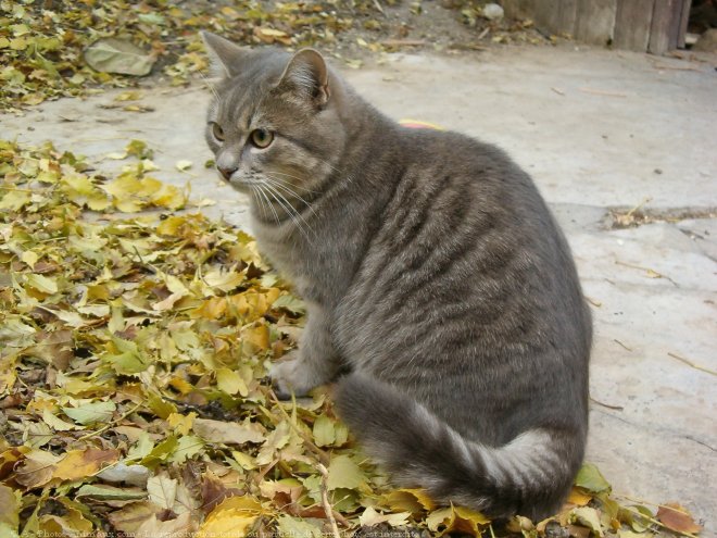 Photo de Chat domestique