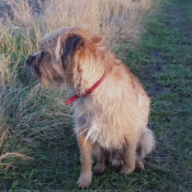 Photo de Border terrier