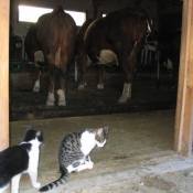 Photo de Chat domestique