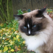 Photo de Ragdoll