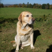 Photo de Labrador retriever