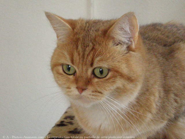 Photo de British shorthair