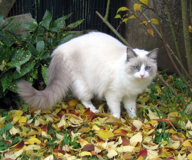 Photo de Ragdoll