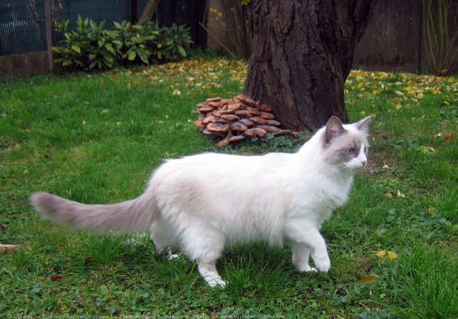 Photo de Ragdoll