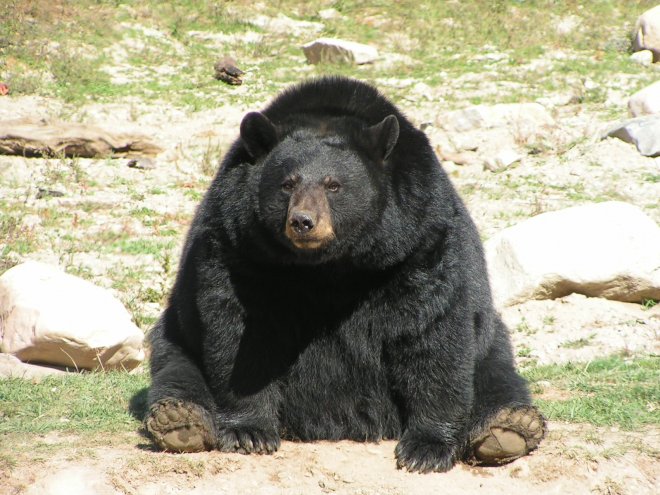 Photo d'Ours