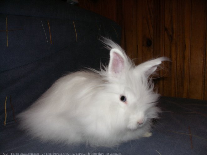 Photo de Lapin