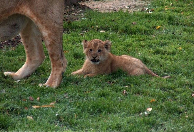 Photo de Lion