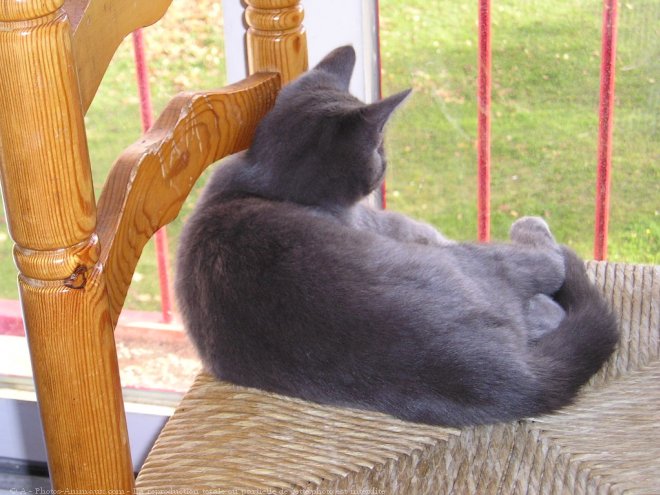 Photo de Chartreux