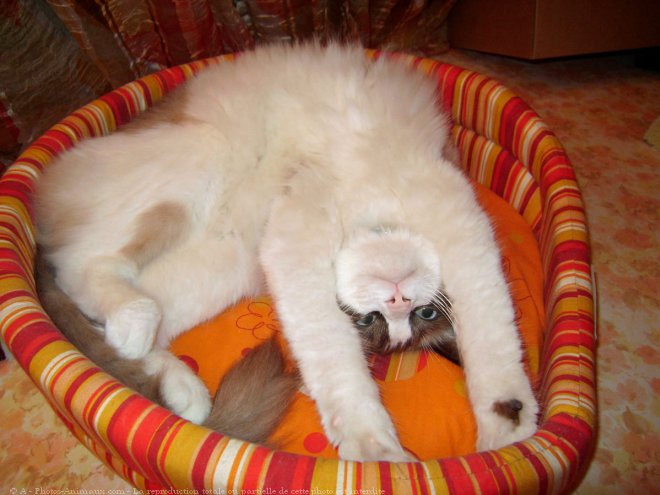 Photo de Ragdoll