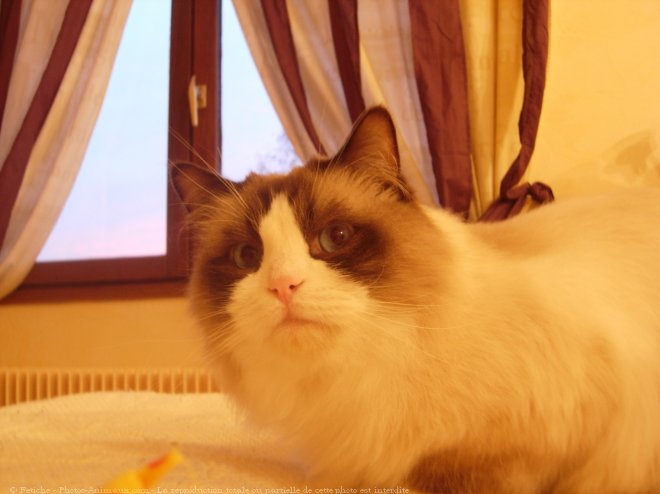 Photo de Ragdoll