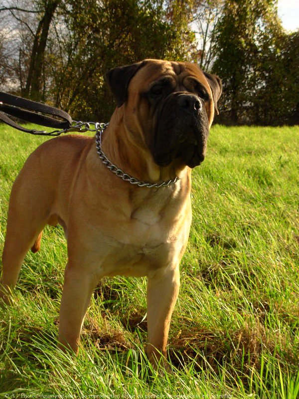 Photo de Bullmastiff