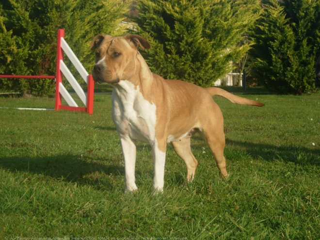 Photo d'American staffordshire terrier