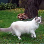 Photo de Ragdoll