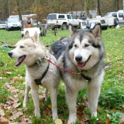 Photo de Husky siberien