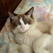 Photo de Ragdoll