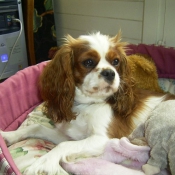 Photo de Cavalier king charles spaniel