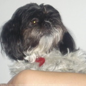 Photo de Shih tzu