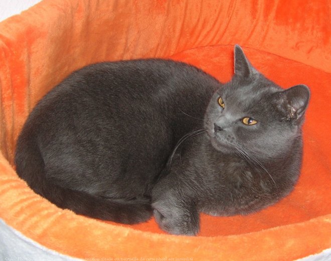 Photo de Chartreux