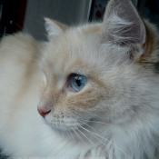 Photo de Ragdoll