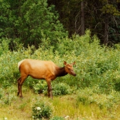 Photo de Biche