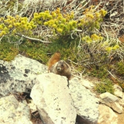 Photo de Marmotte