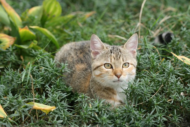 Photo de Chat domestique