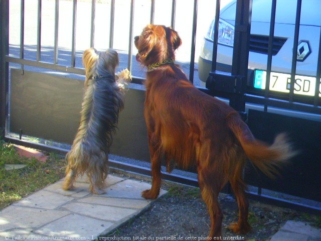 Photo de Races diffrentes