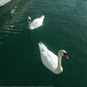 Photo de Cygne