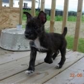 Photo de Jack russell terrier