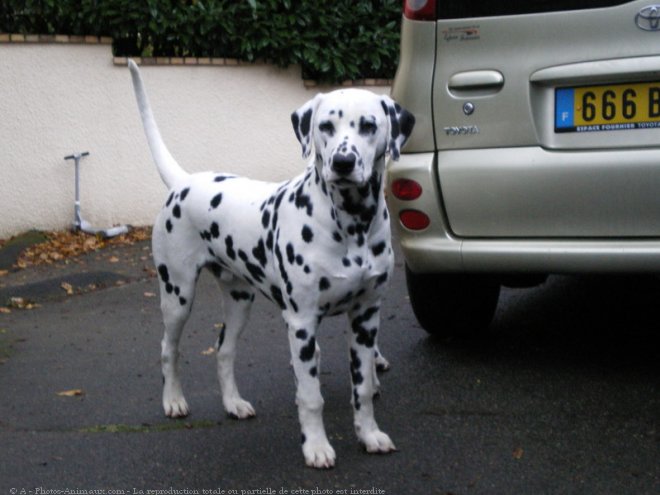 Photo de Dalmatien