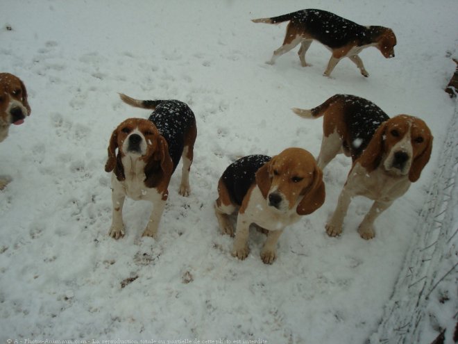 Photo de Beagle