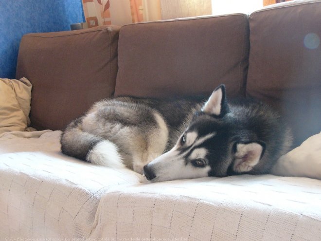 Photo de Husky siberien