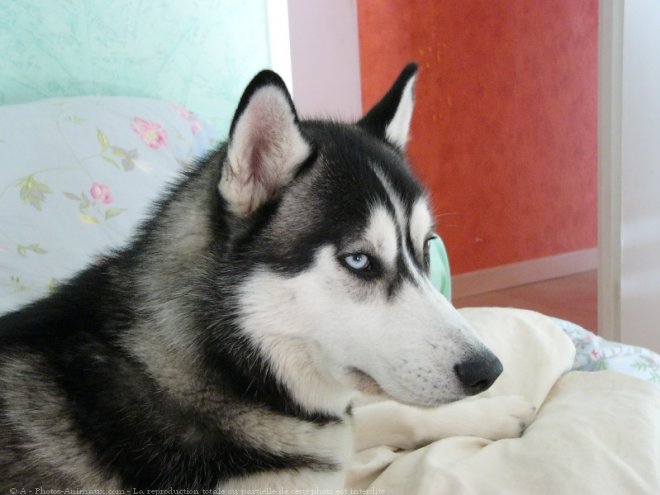 Photo de Husky siberien