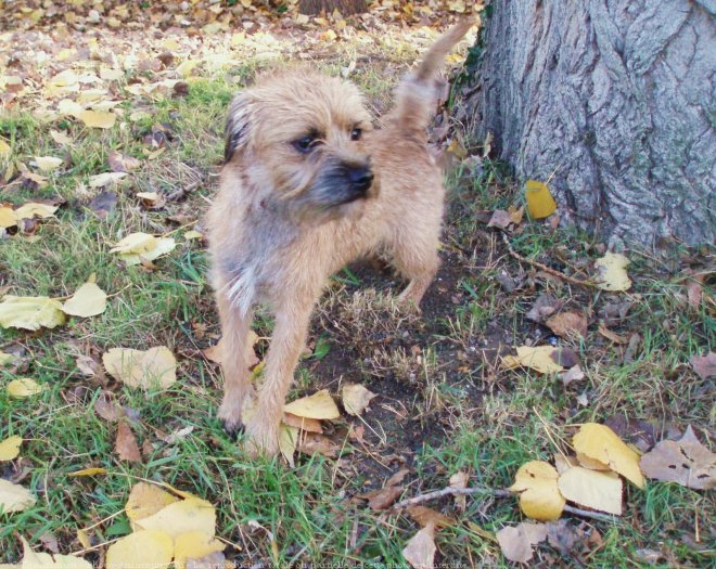 Photo de Border terrier