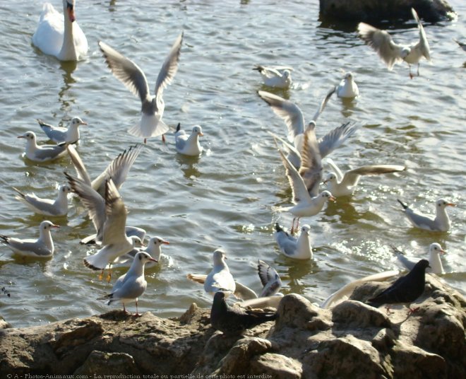 Photo de Mouette