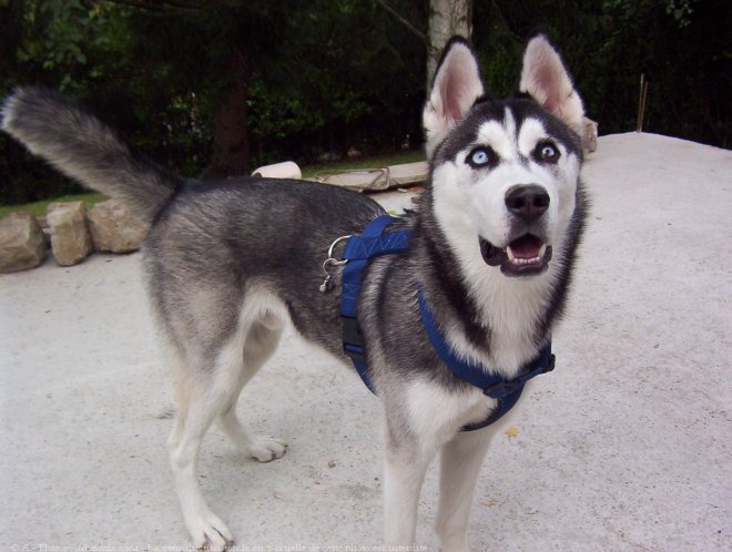 Photo de Husky siberien