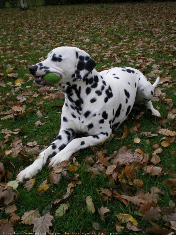 Photo de Dalmatien