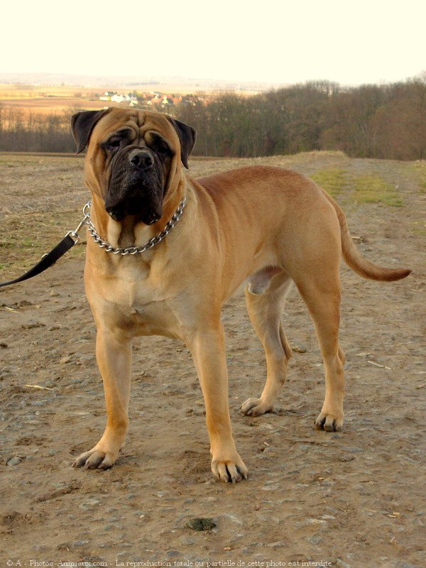 Photo de Bullmastiff